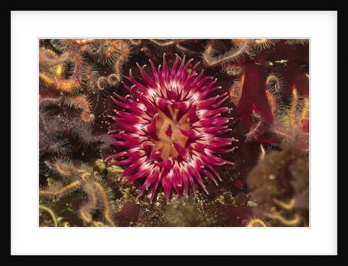 Stubby Rose Anemone by Anonymous