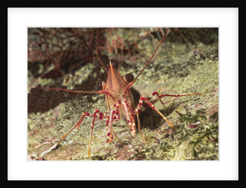 Yellow-Snouted Red Shrimp by Anonymous