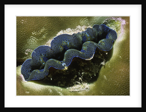 Boring Giant Clam by Anonymous