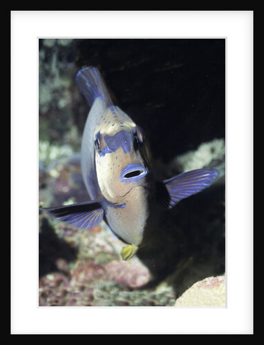 Big nose Unicorn fish by Anonymous