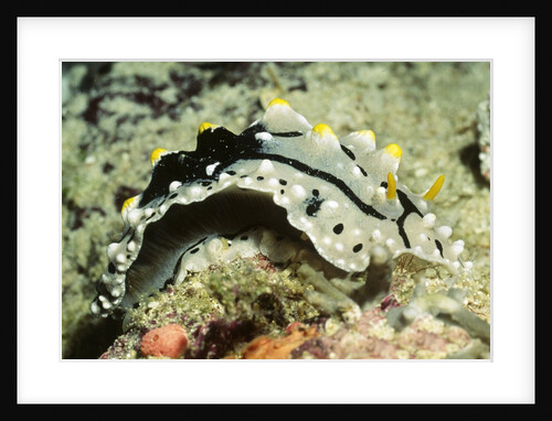 Elegant Phyllidia by Anonymous