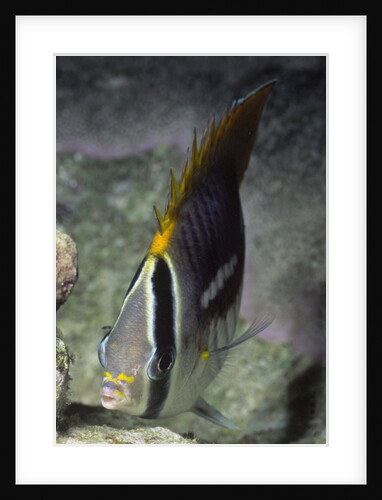 Chevroned Butterfly fish by Anonymous