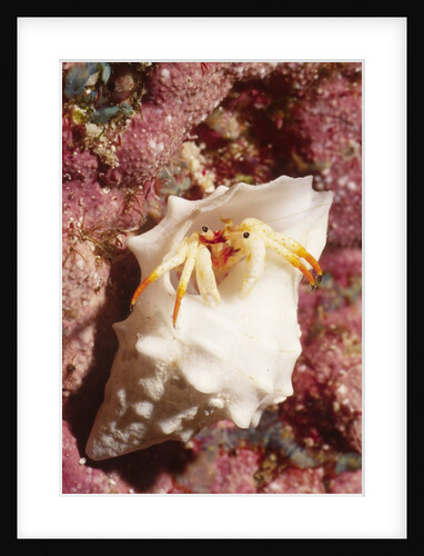Small White Hermit Crab by Anonymous