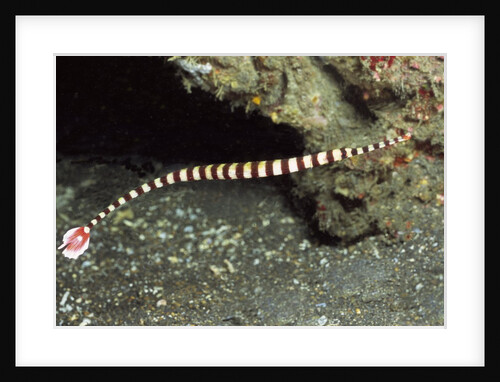 Ringed Pipefish by Anonymous