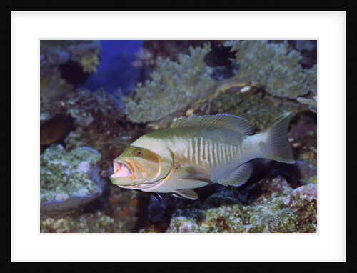 Masked Grouper by Anonymous