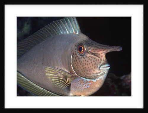 Big nose Unicorn fish by Anonymous