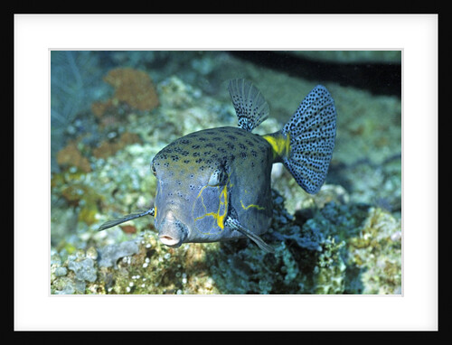 Yellow Boxfish by Anonymous