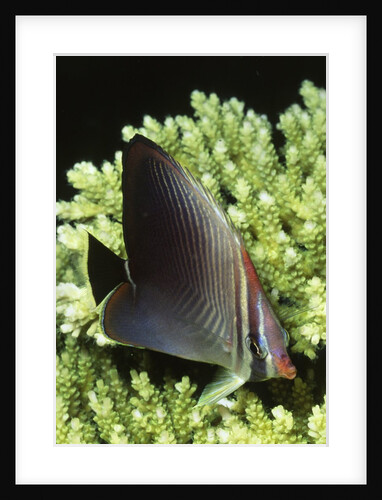 Triangular Butterfly fish by Anonymous