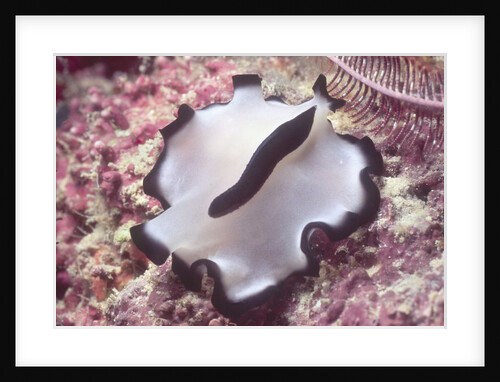 Flatworm by Anonymous
