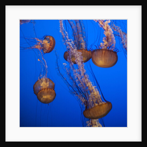 Lion's mane Jellyfish by Anonymous