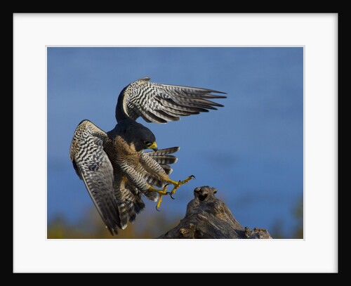 Peregrine Falcon Landing by Anonymous