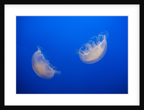 Moon Jelly Fish by Anonymous