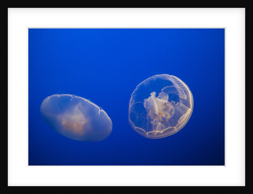 Moon Jelly Fish by Anonymous