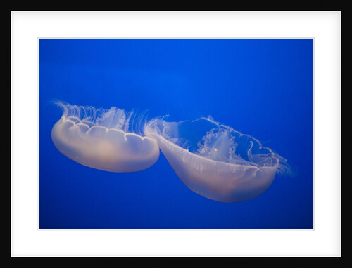 Moon Jelly Fish by Anonymous