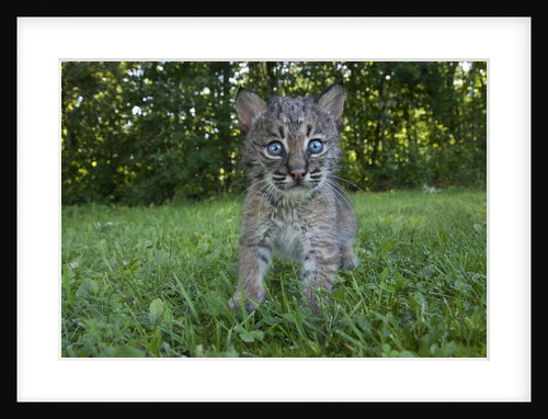 Lynx Kitten by Anonymous