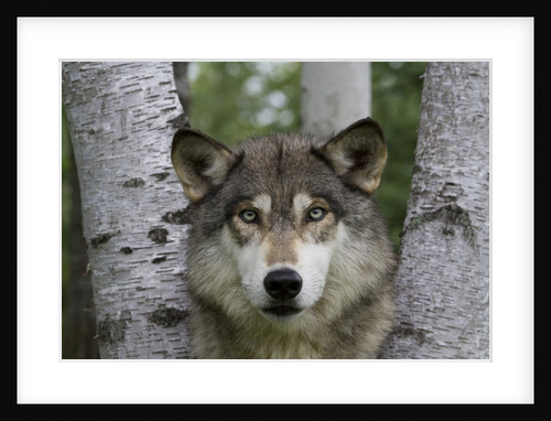 Wolf in Birches by Anonymous