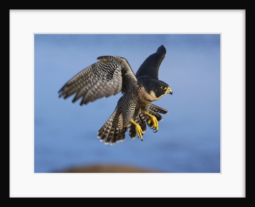 Peregrine Falcon in Flight by Anonymous