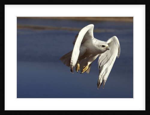 Gyrfalcon in flight by Anonymous