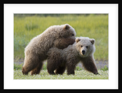 Playful Grizzly Bear Cubs by Anonymous