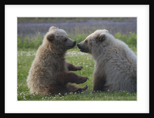 Nuzzling Grizzly Bear Cubs by Anonymous