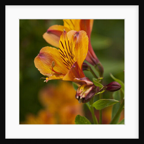 Orange Lily Flower by Anonymous
