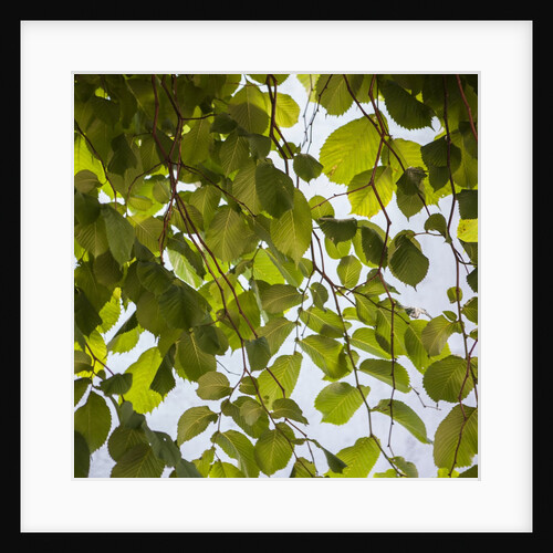 Green leaves by Anonymous