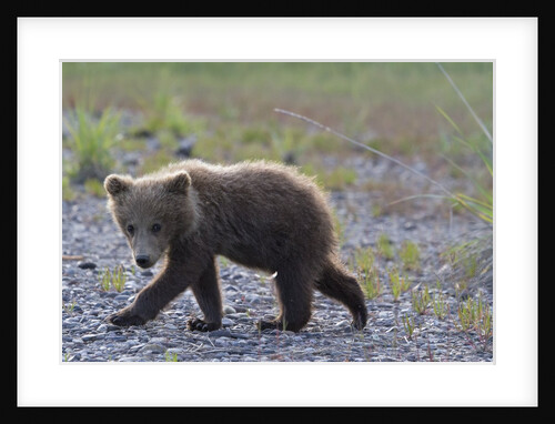 Scrawny Grizzly Bear Cub by Anonymous