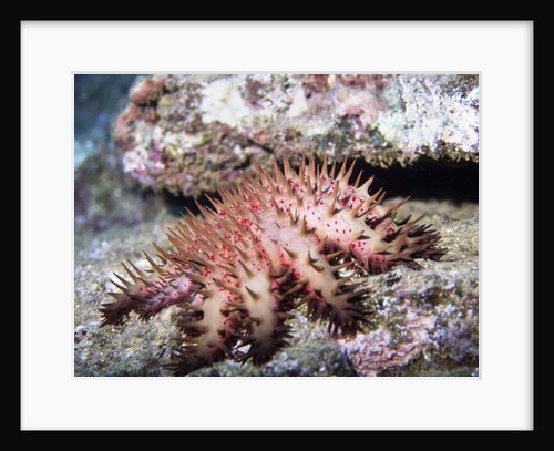 Crown-of-Thorns Sea Star by Anonymous