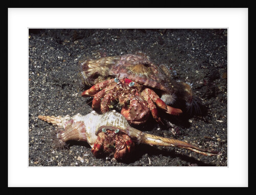 Pair of Anemone Hermit Crabs by Anonymous