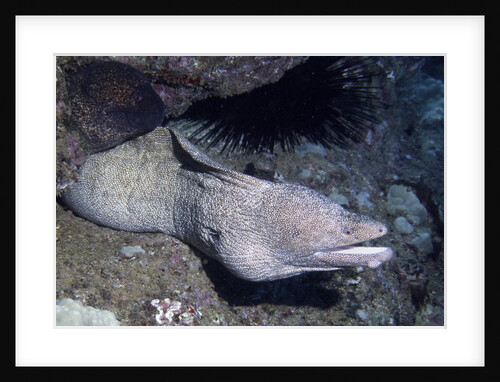 Spotted Moray Eel by Anonymous