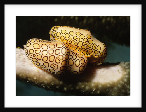 Pair of Flamingo Tongue Cowries by Anonymous