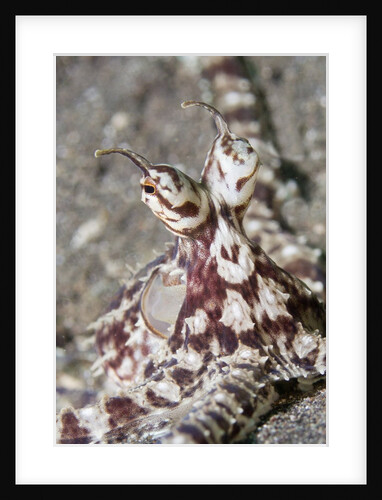 Mimic Octopus close-up by Anonymous