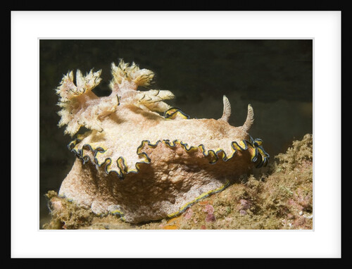 Girdled Glossodoris by Anonymous