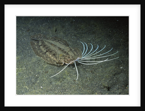 Cockatoo Flounder by Anonymous