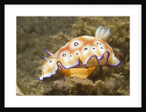 Leopard Chromodoris by Anonymous