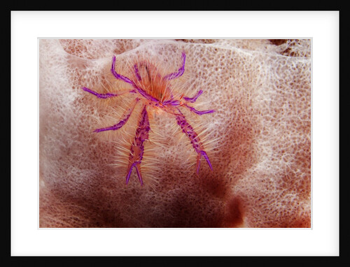 Hairy Squat Lobster by Anonymous