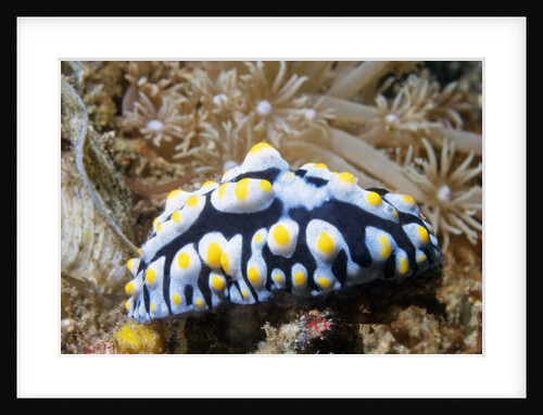 Swollen Phyllidia by Anonymous