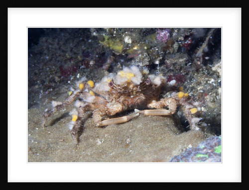 Decorator Crab by Anonymous