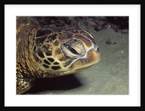 Green Sea Turtle close-up by Anonymous