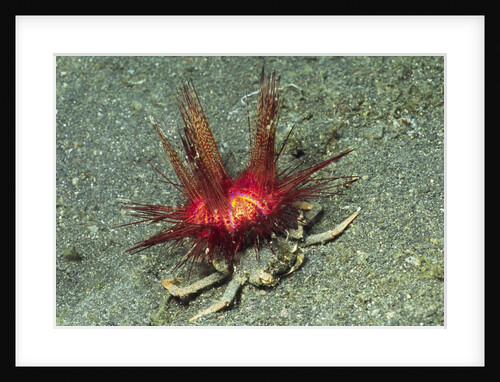 Urchin Carry Crab with Sea Urchin by Anonymous