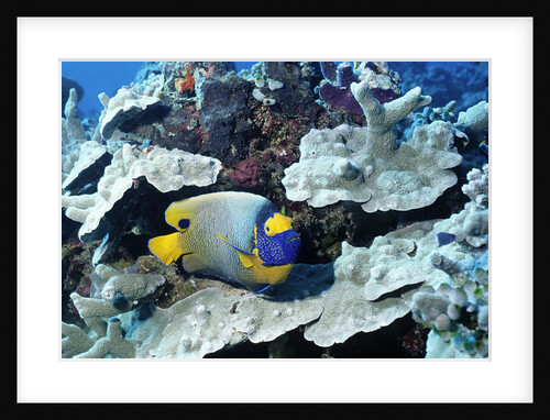Yellow-Mask Angelfish by Anonymous