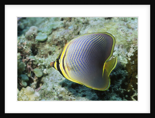 Triangular Butterfly fish by Anonymous