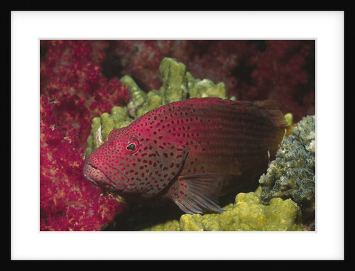 Tomato Grouper close-up by Anonymous