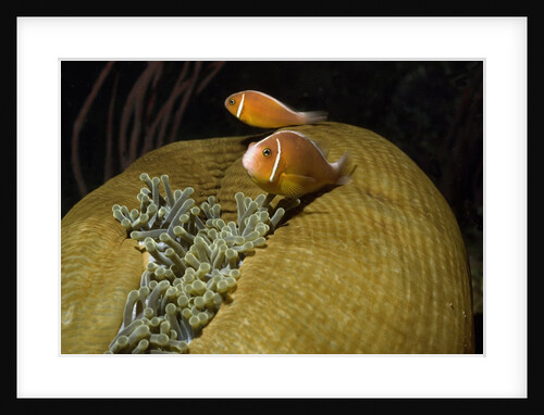 Pink Anemonefish in Magnificant Sea Anemone by Anonymous