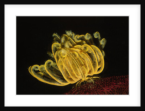 Bennett's Feather Star by Anonymous