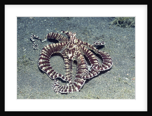 Mimic Octopus by Anonymous