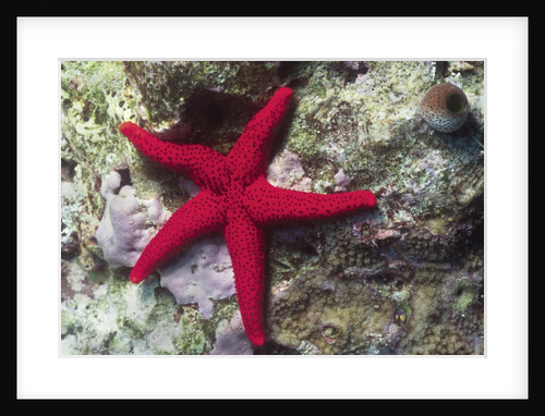Sea Star by Anonymous