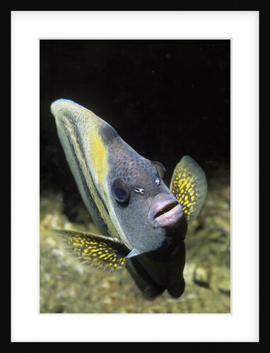Cortez Angelfish by Anonymous