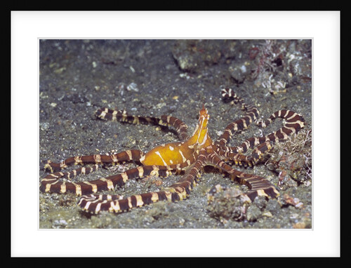 Wunderpuss Octopus by Anonymous