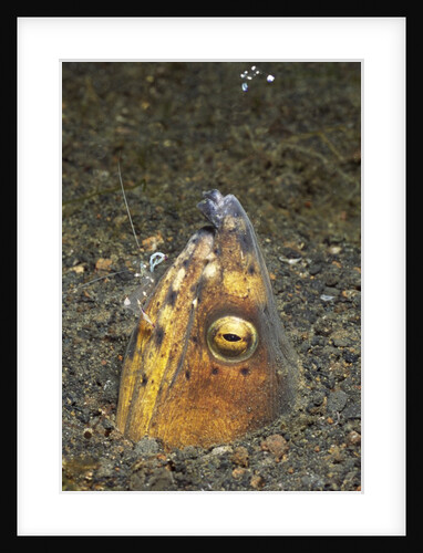 Black-Finned Snake Eel being cleaned by a Shrimp by Anonymous